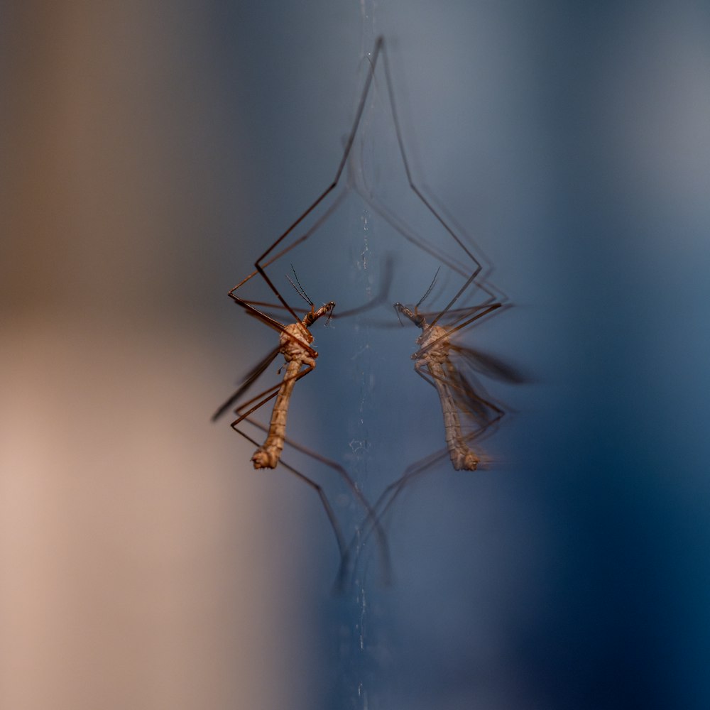 a couple of mosquitoes standing on top of a spider web