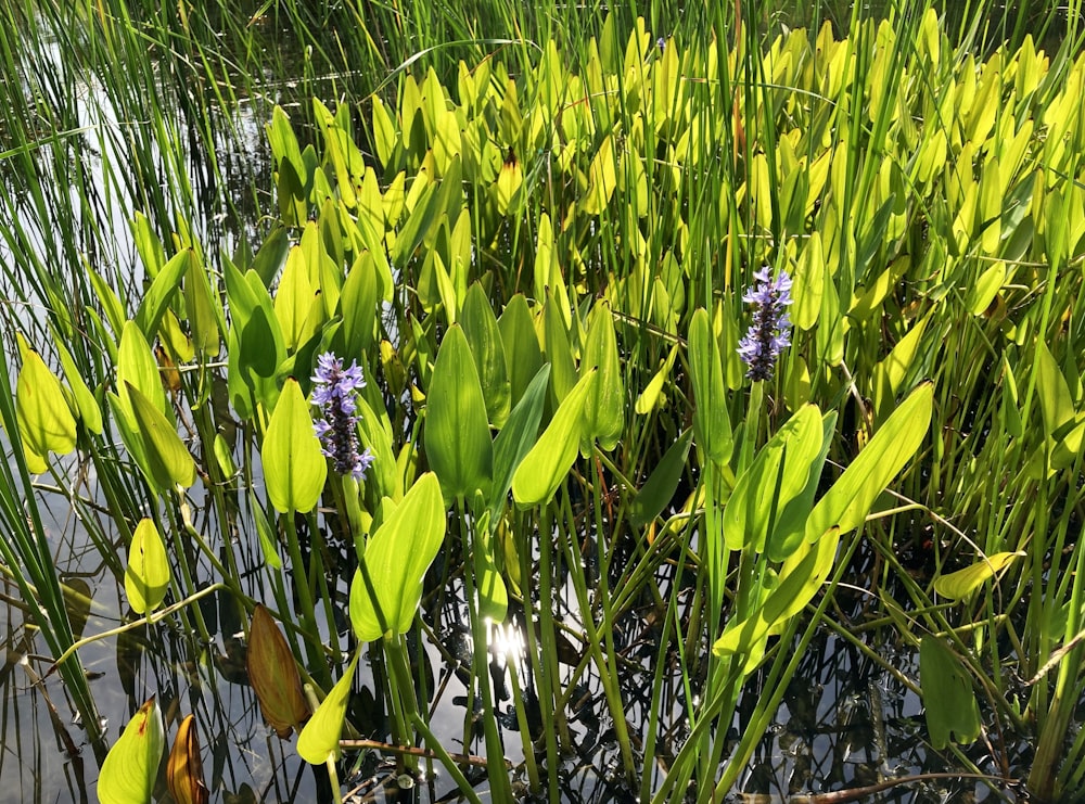 a bunch of plants that are in some water