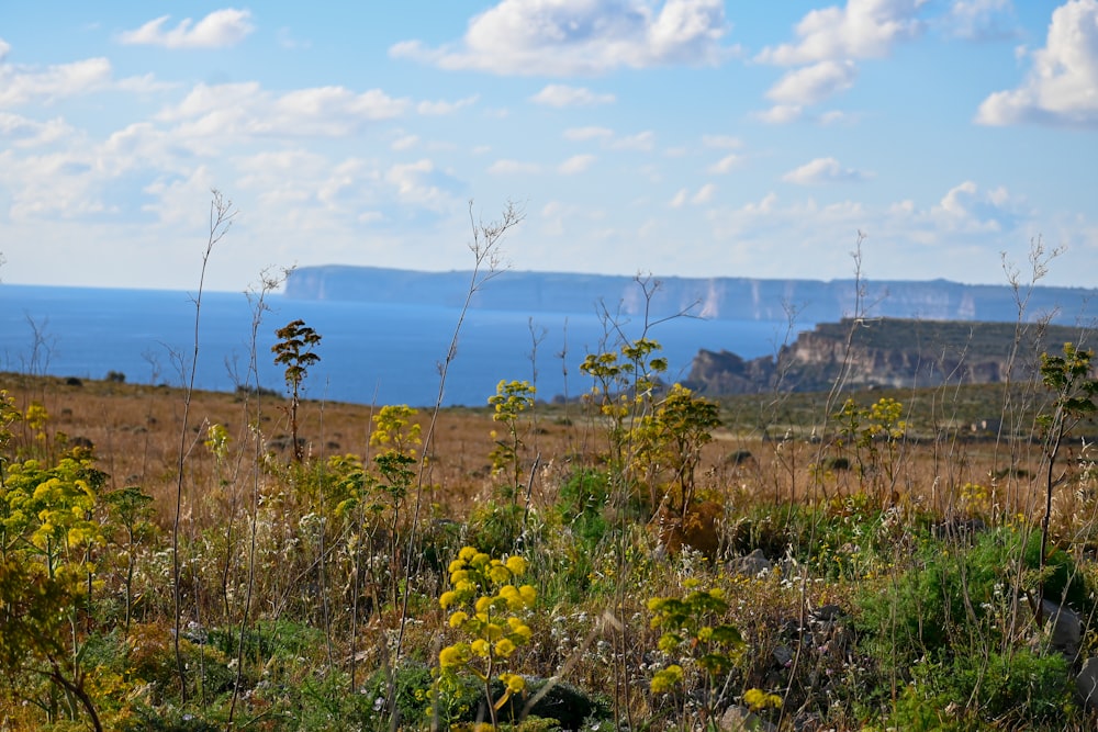 a view of the ocean from a grassy area