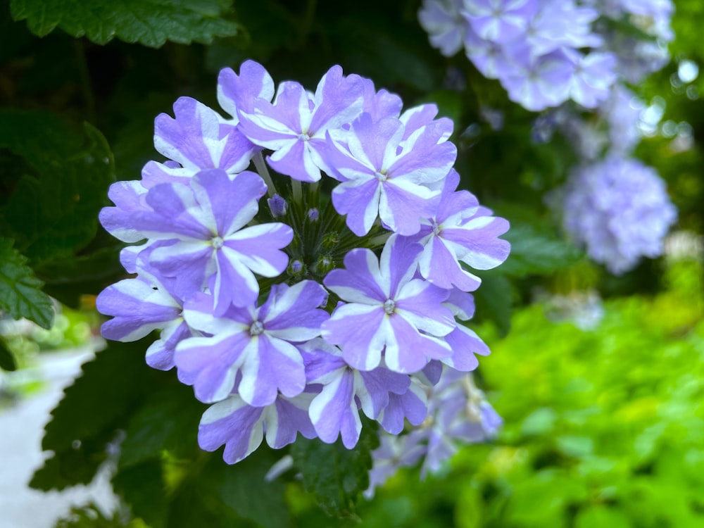 a close up of a bunch of purple flowers