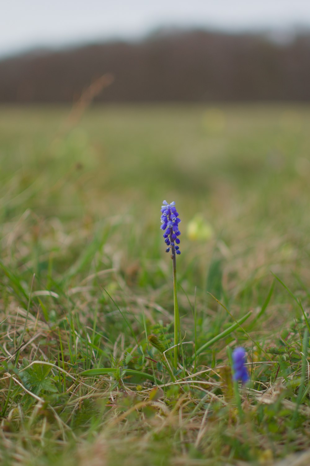 una pequeña flor azul sentada en medio de un campo