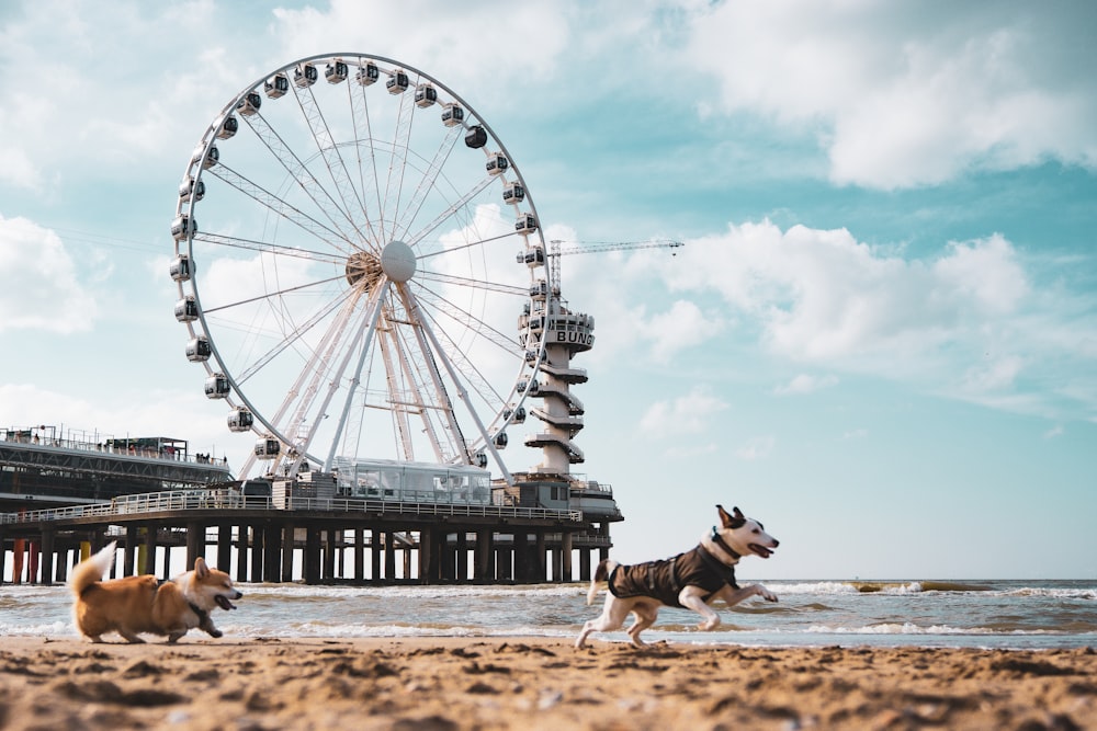 two dogs running on the beach near a ferris wheel