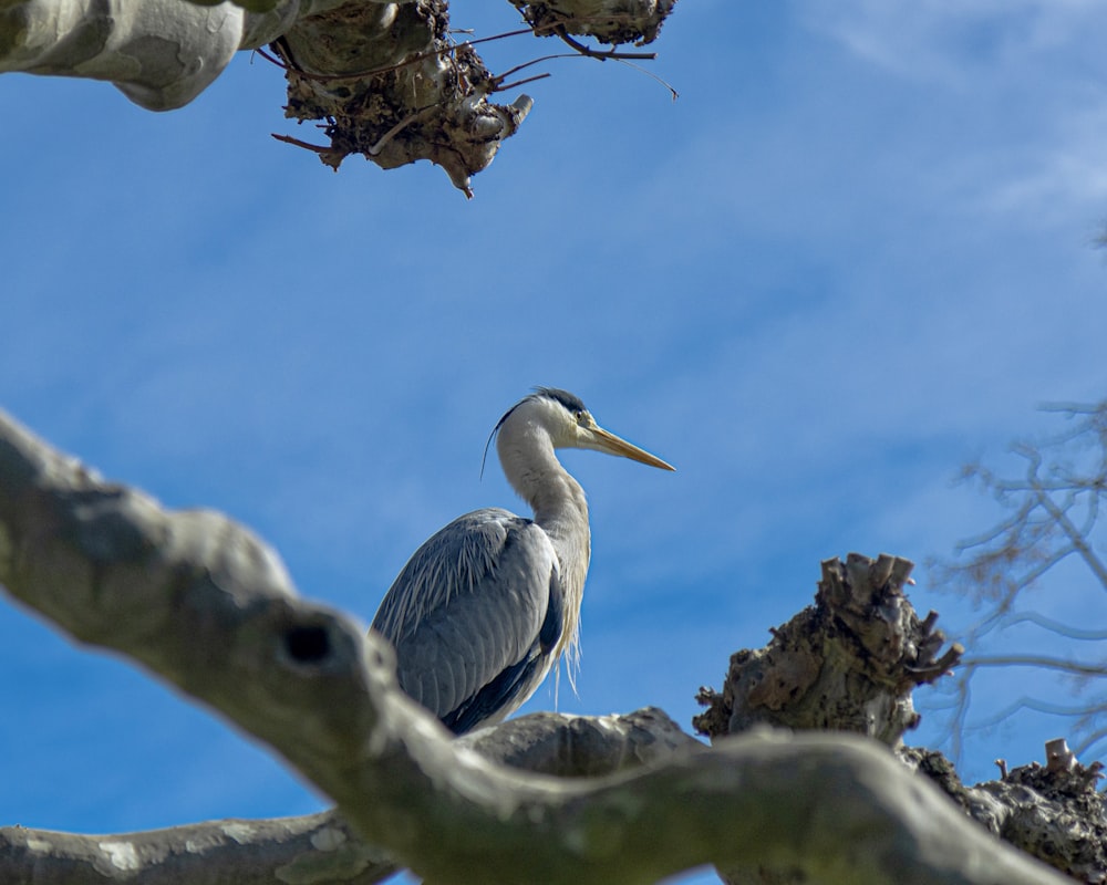 a bird is perched on a tree branch