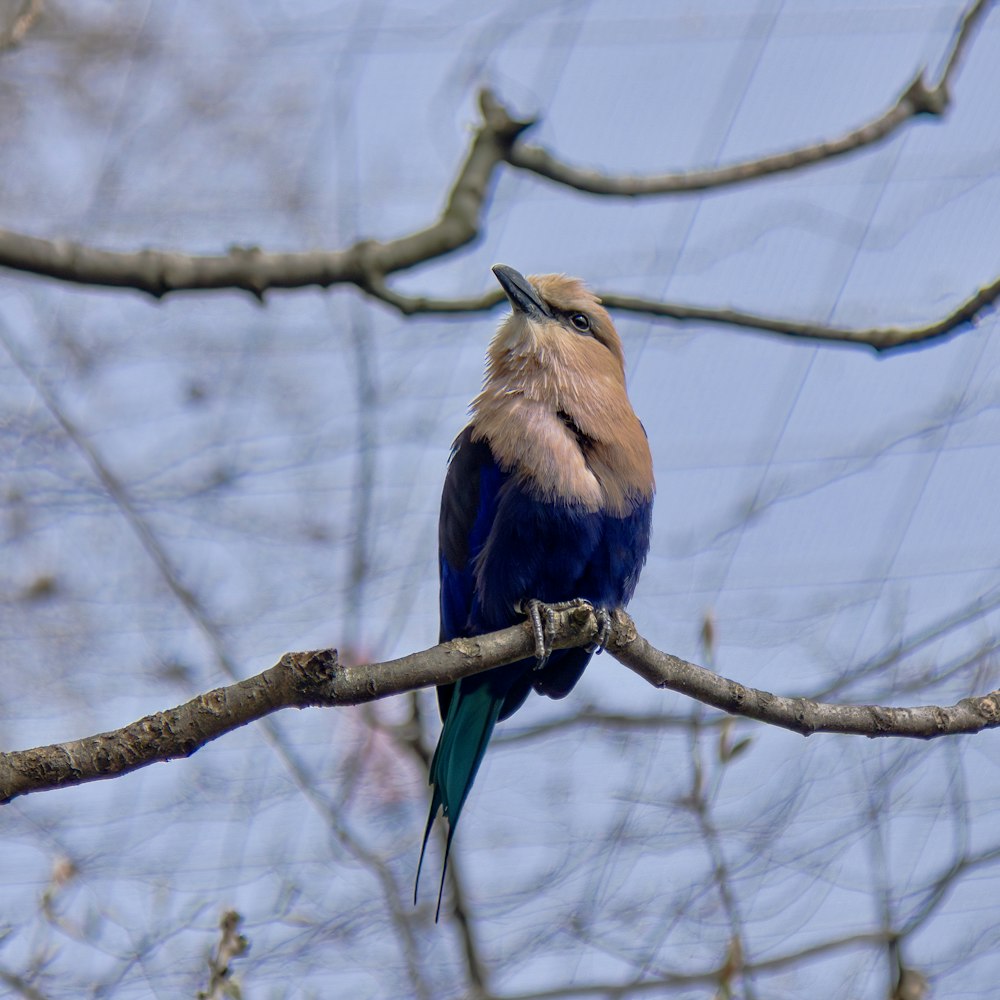 a bird sitting on a branch of a tree