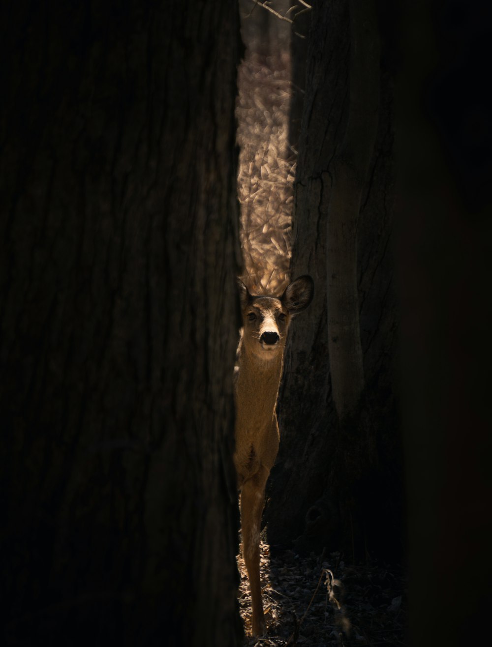 ein Reh, das mitten im Wald steht