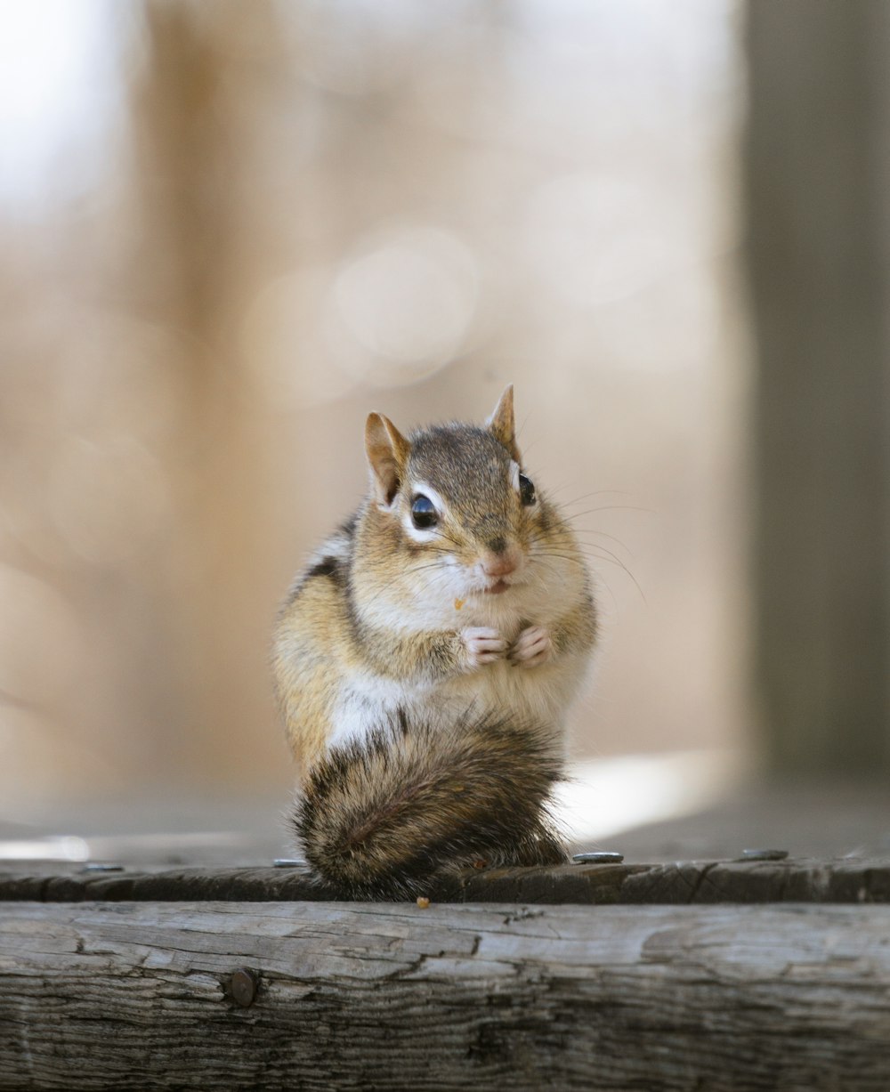 a squirrel is sitting on a piece of wood