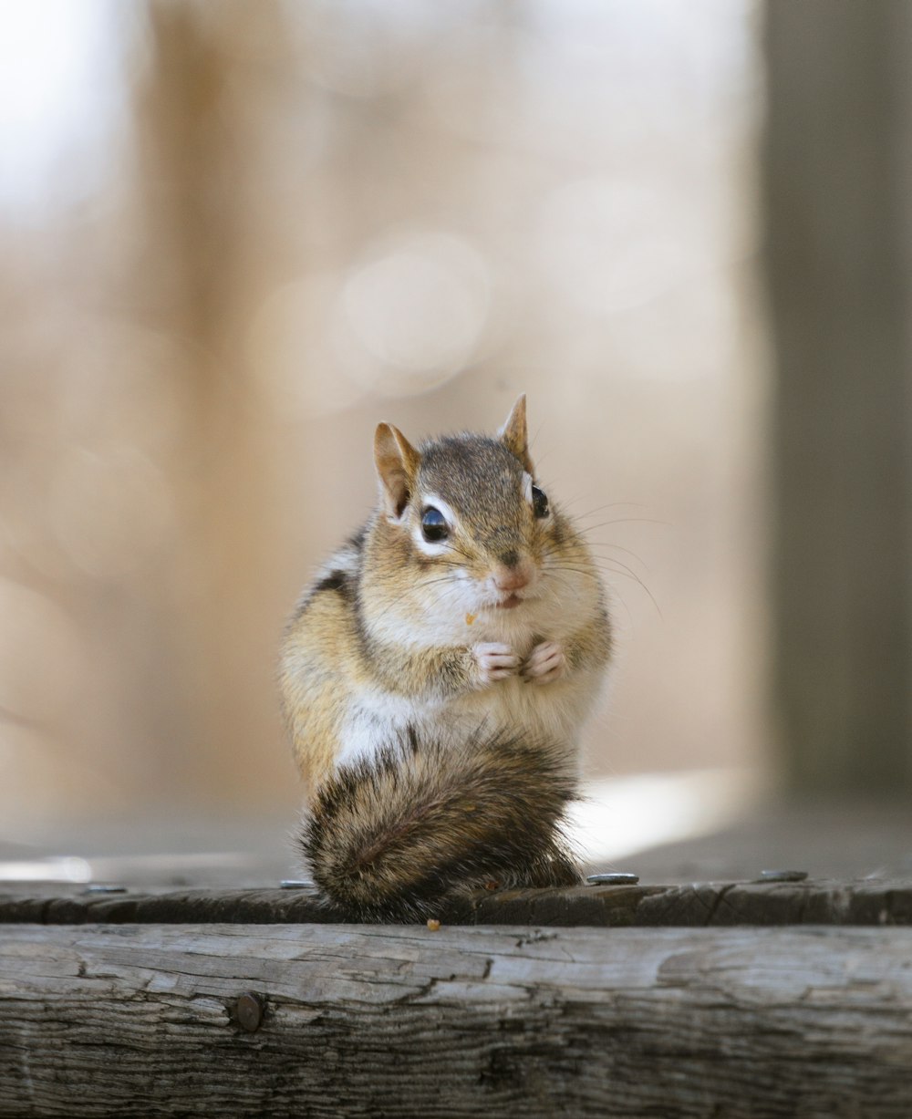 Un écureuil est assis sur un morceau de bois