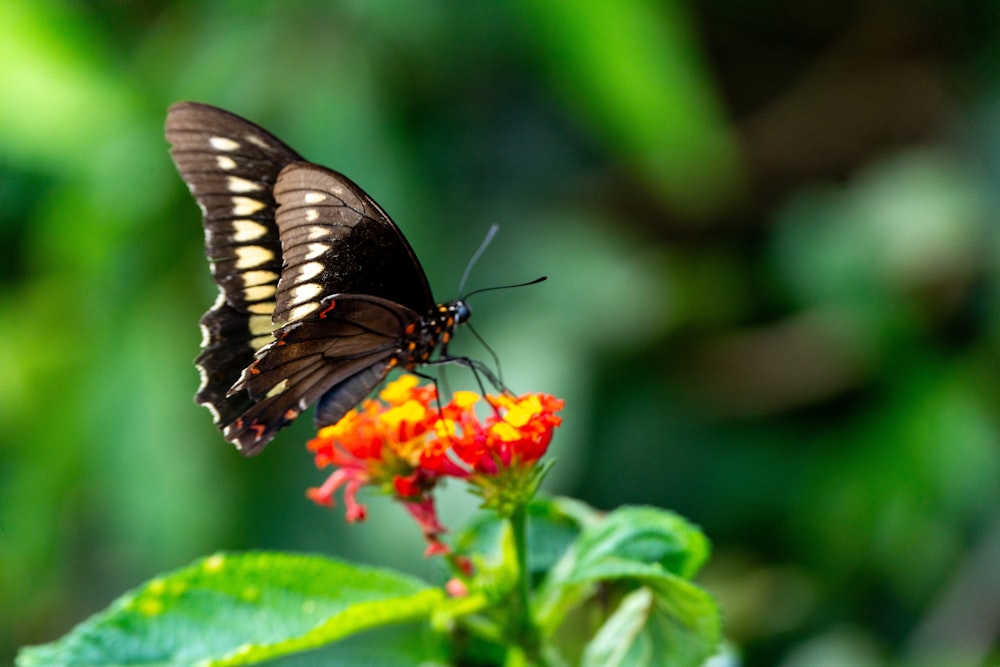 a butterfly sitting on top of a flower