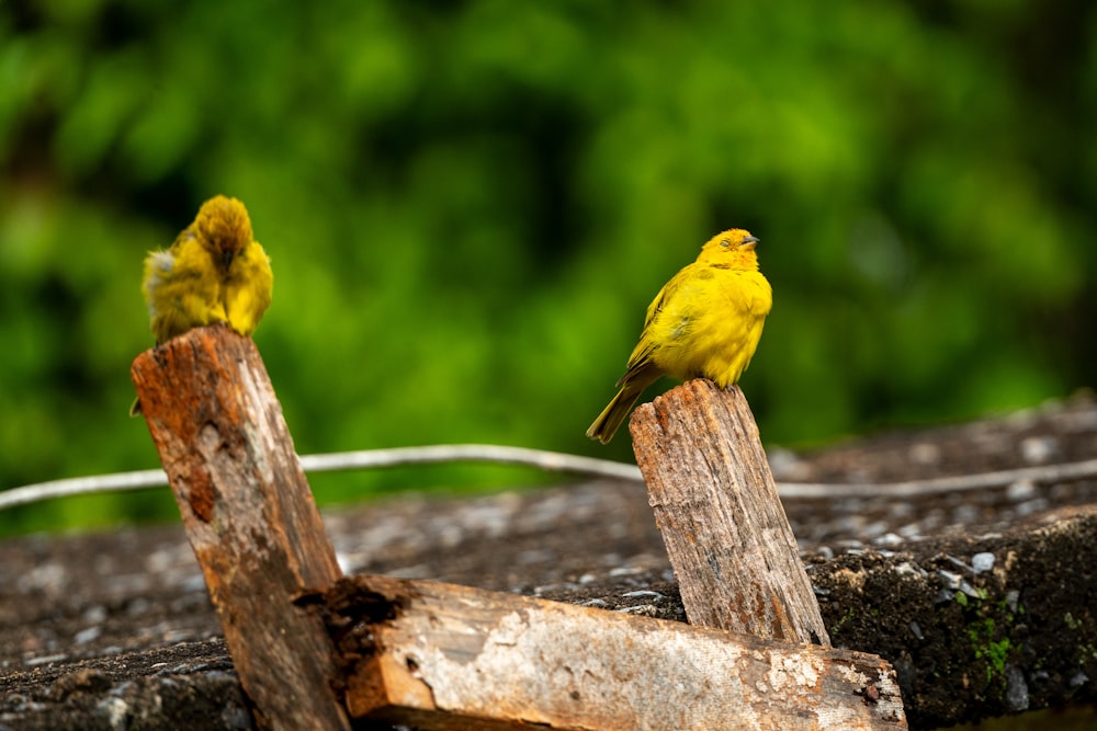 two yellow birds sitting on top of a wooden post