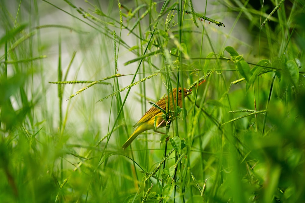 a small yellow bird sitting on top of a lush green field