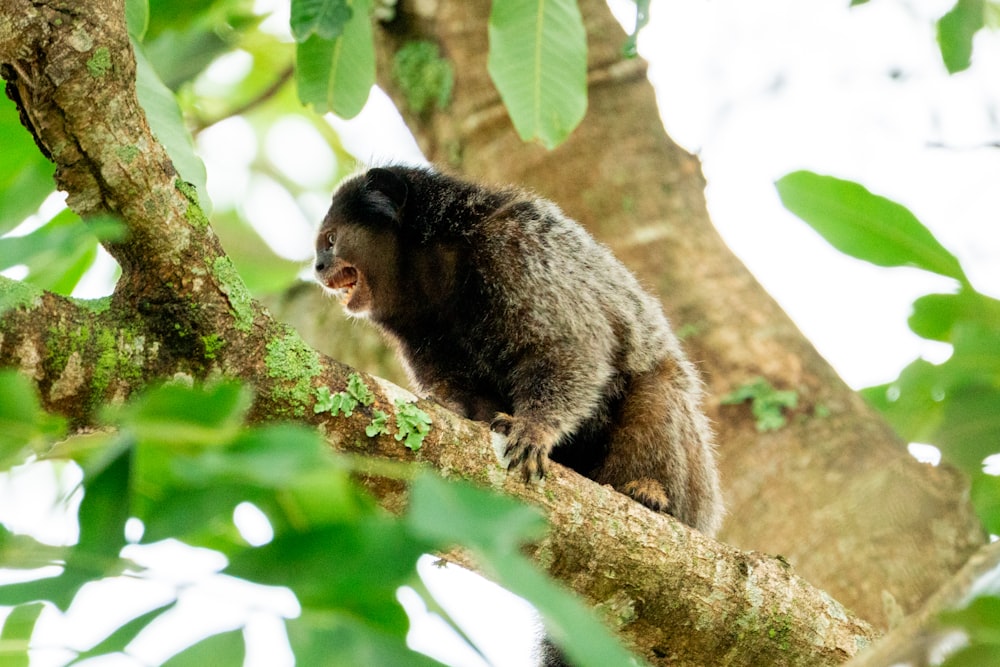 a monkey sitting on a tree branch with its mouth open