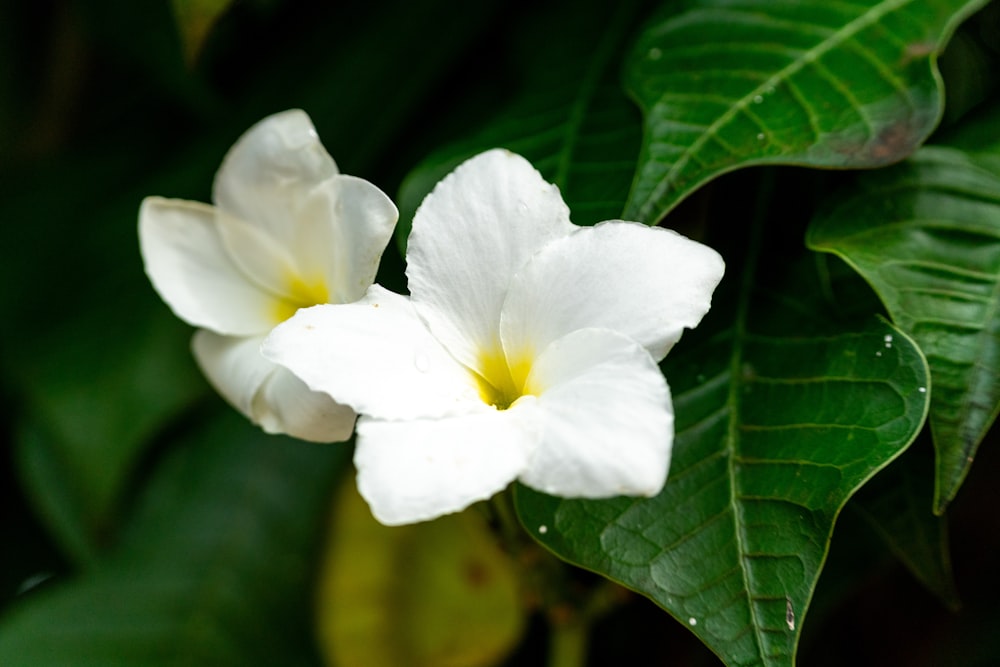 two white flowers with green leaves in the background