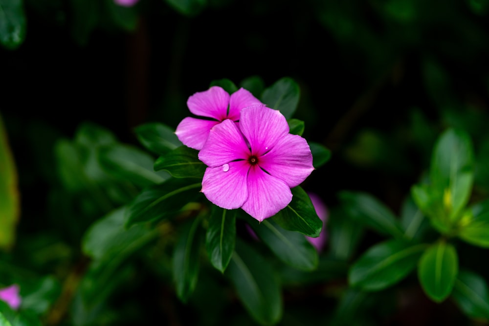 a pink flower with green leaves in the background