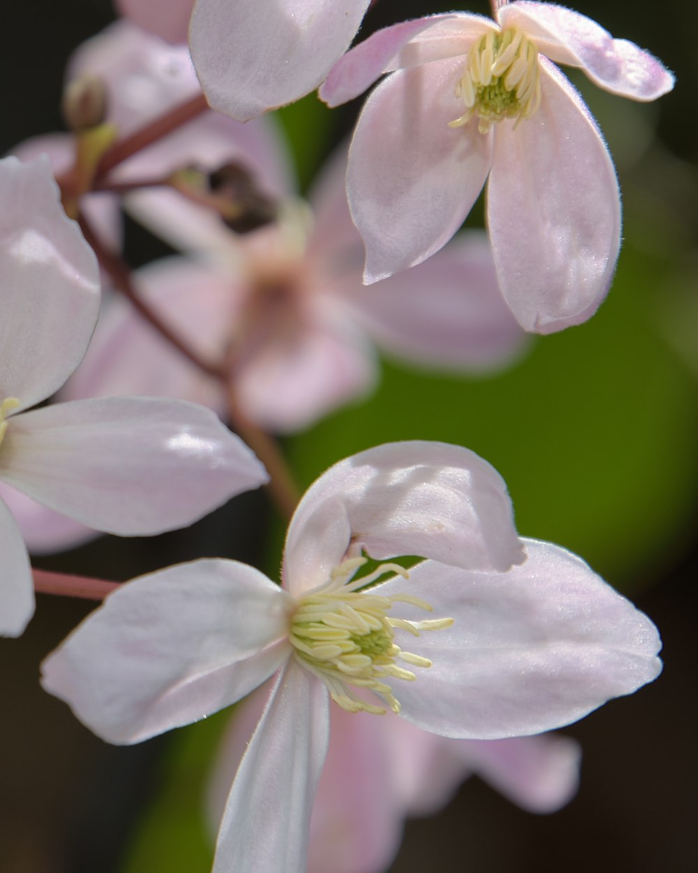 a close up of a bunch of pink flowers