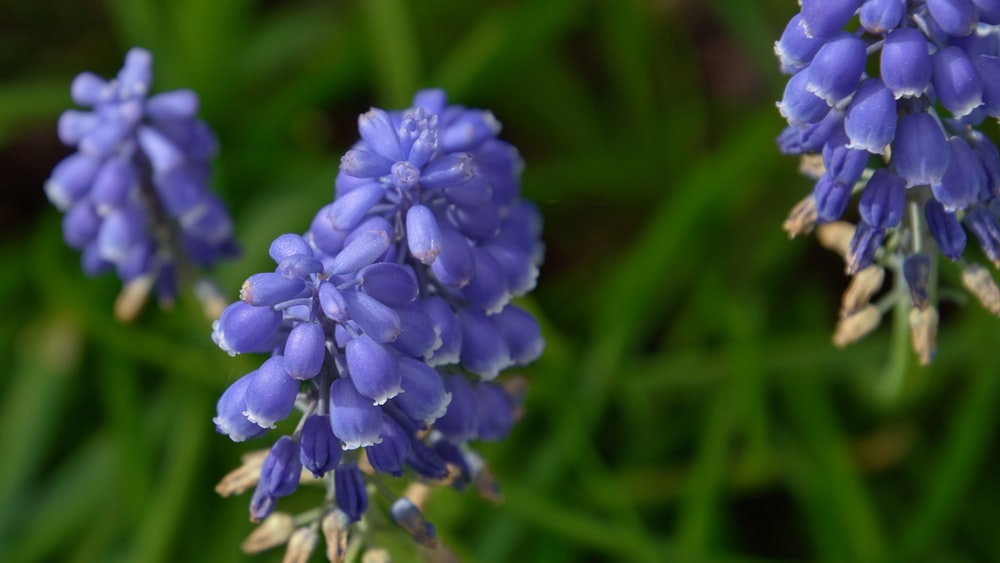 a close up of a bunch of blue flowers