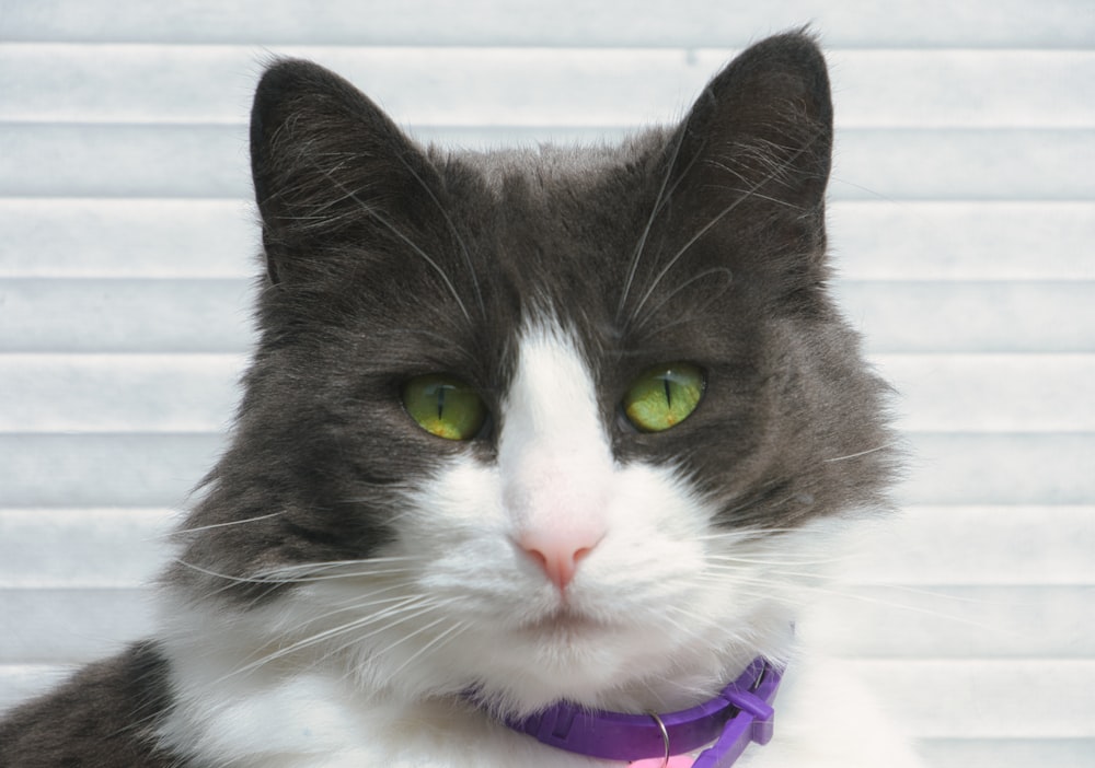 a gray and white cat with a purple collar
