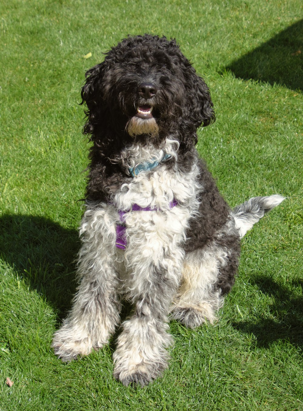 a black and white dog sitting in the grass