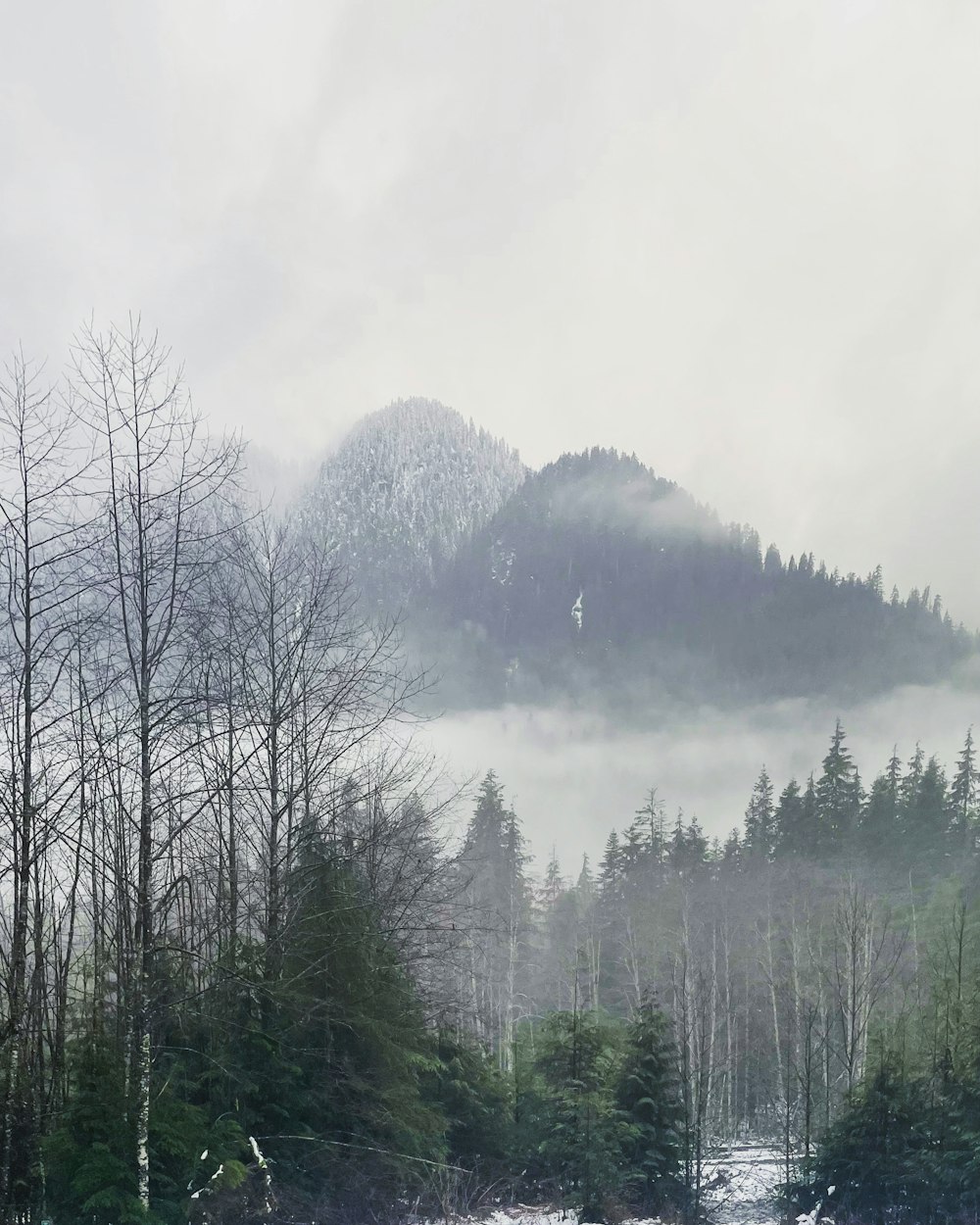 a snow covered forest with a mountain in the background