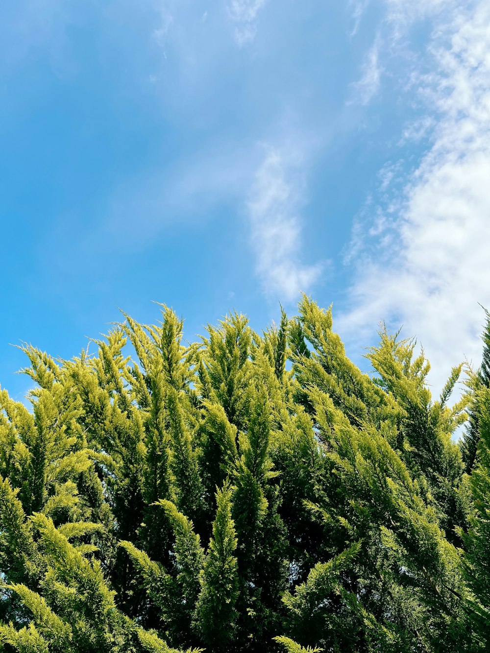 a blue sky and some green trees and some clouds