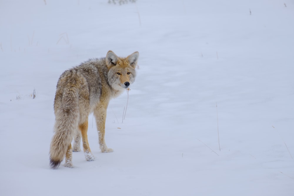 a lone wolf standing in a snowy field
