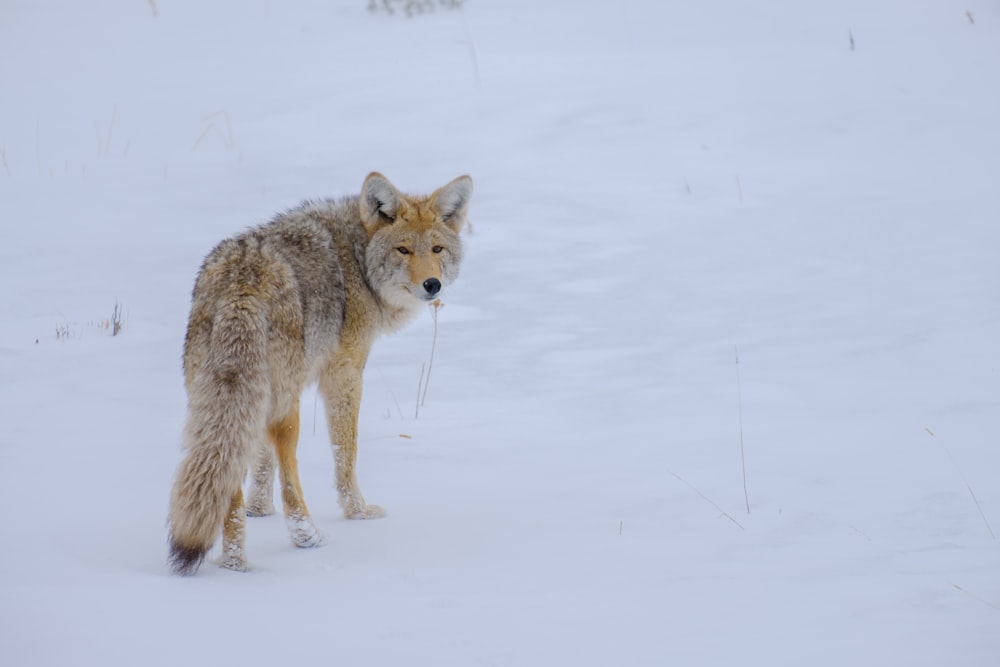 Un loup solitaire debout dans un champ enneigé