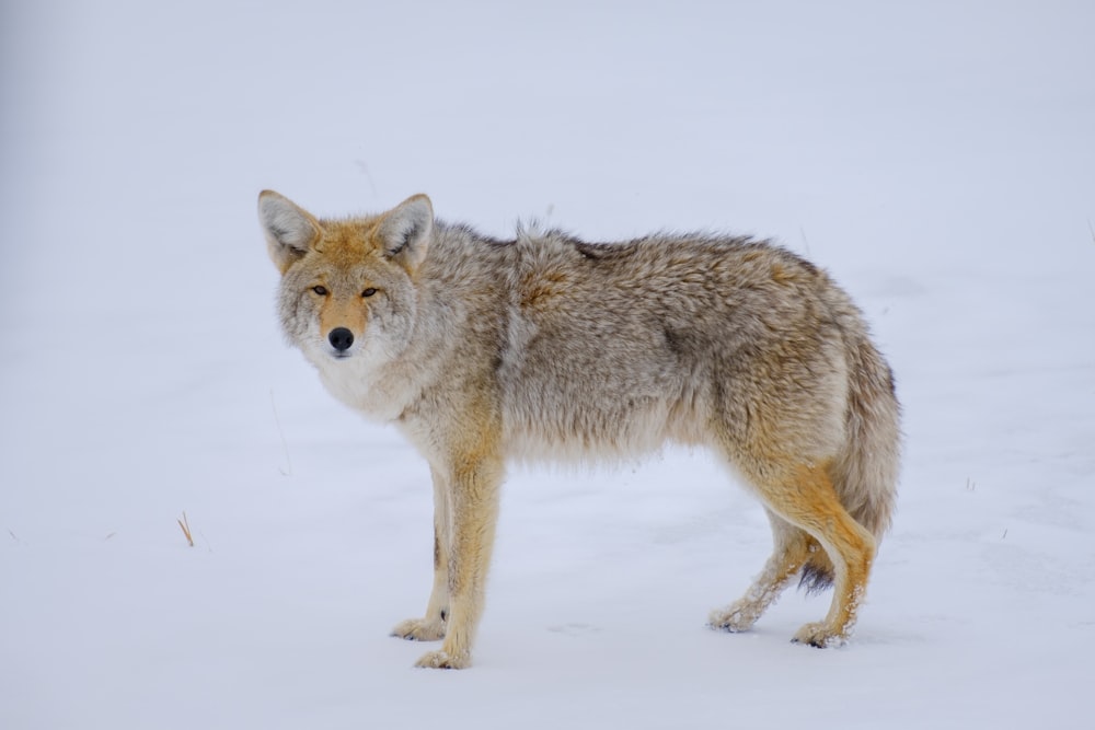 a lone wolf standing in a snowy field