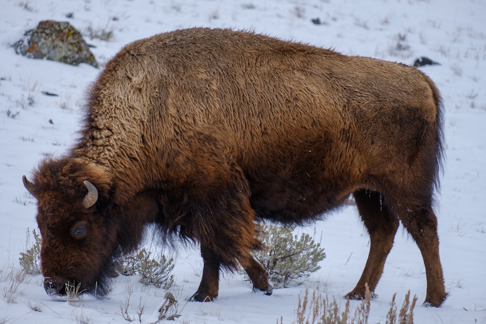 Un bisonte è in piedi nella neve mangiando l'erba