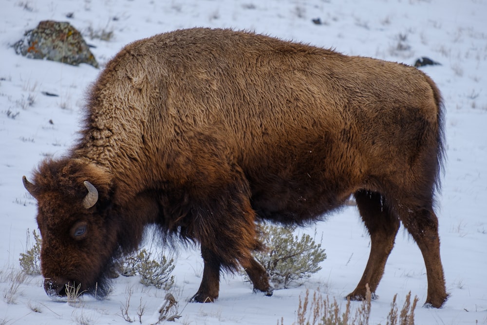 Un bison se tient debout dans la neige en mangeant de l’herbe