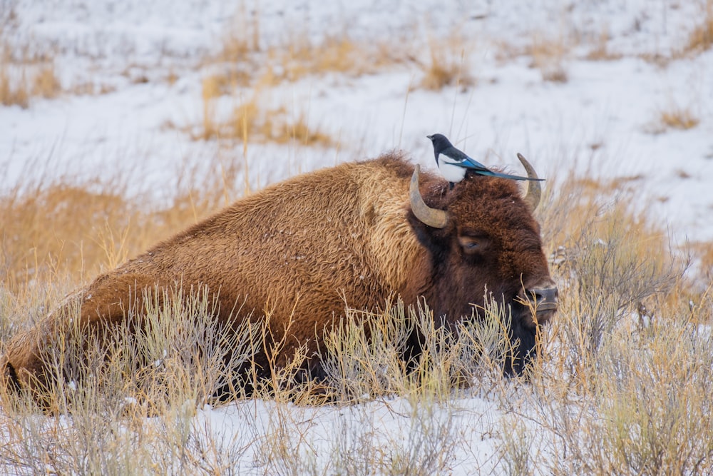a bison laying down in a snowy field