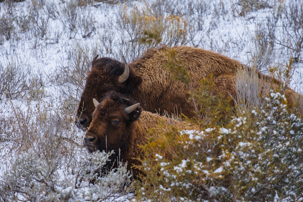 a couple of bison standing next to each other on a snow covered field