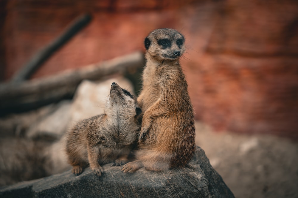 a couple of small animals standing on top of a rock