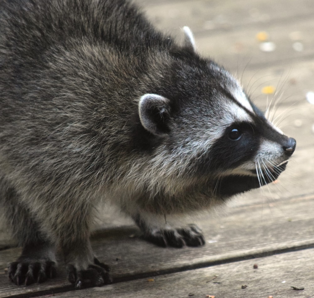 a close up of a raccoon on a wooden surface