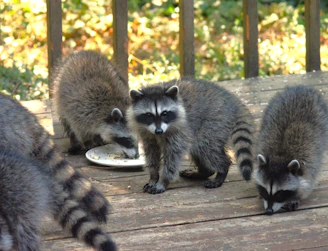 a group of raccoons eating food off of a plate