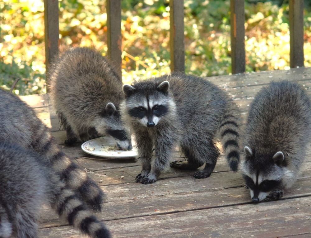 a group of raccoons eating food off of a plate