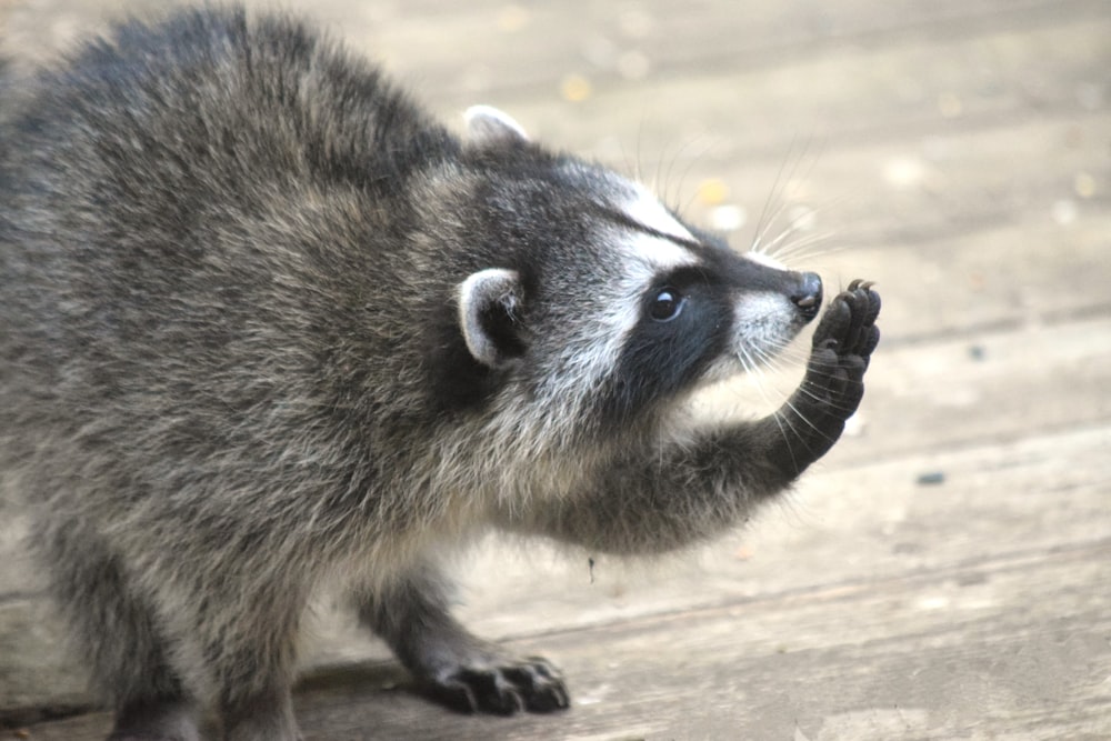 a raccoon standing on its hind legs on a deck