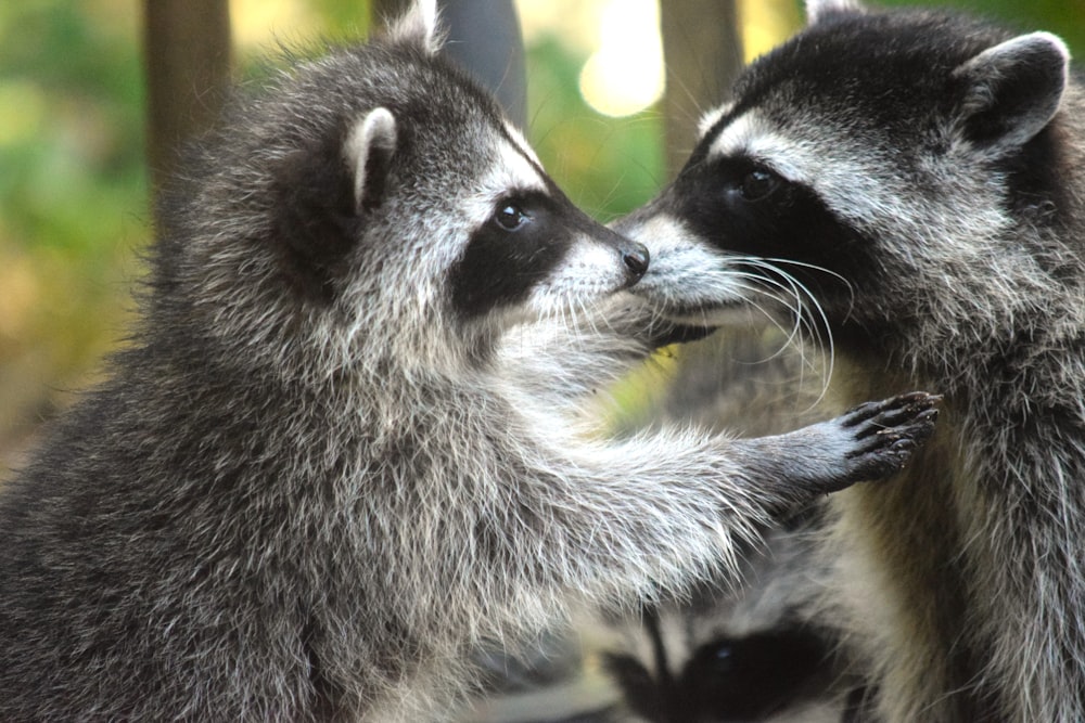 a couple of raccoons standing next to each other