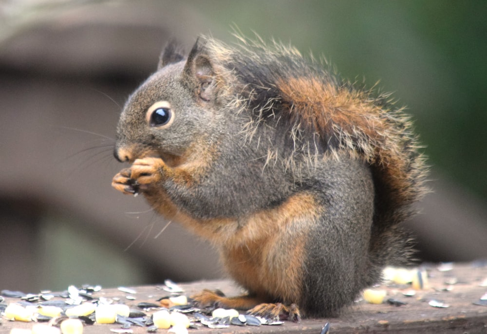 a squirrel is eating a piece of food