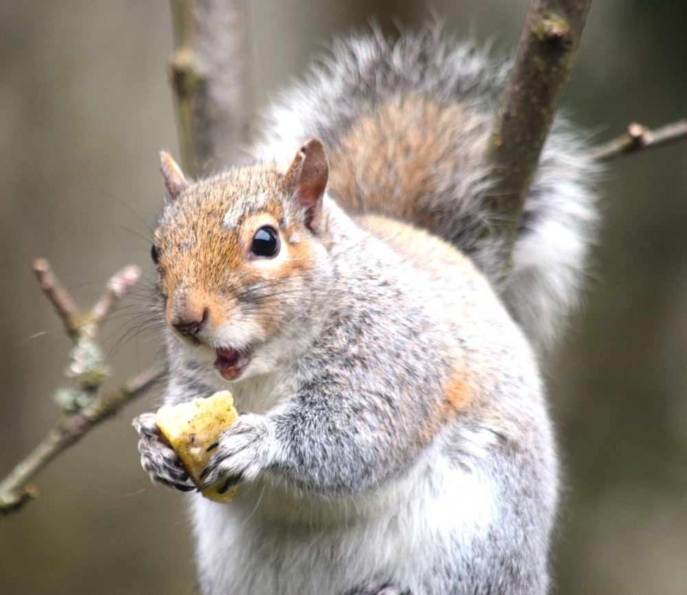 a squirrel eating a piece of food on a tree branch