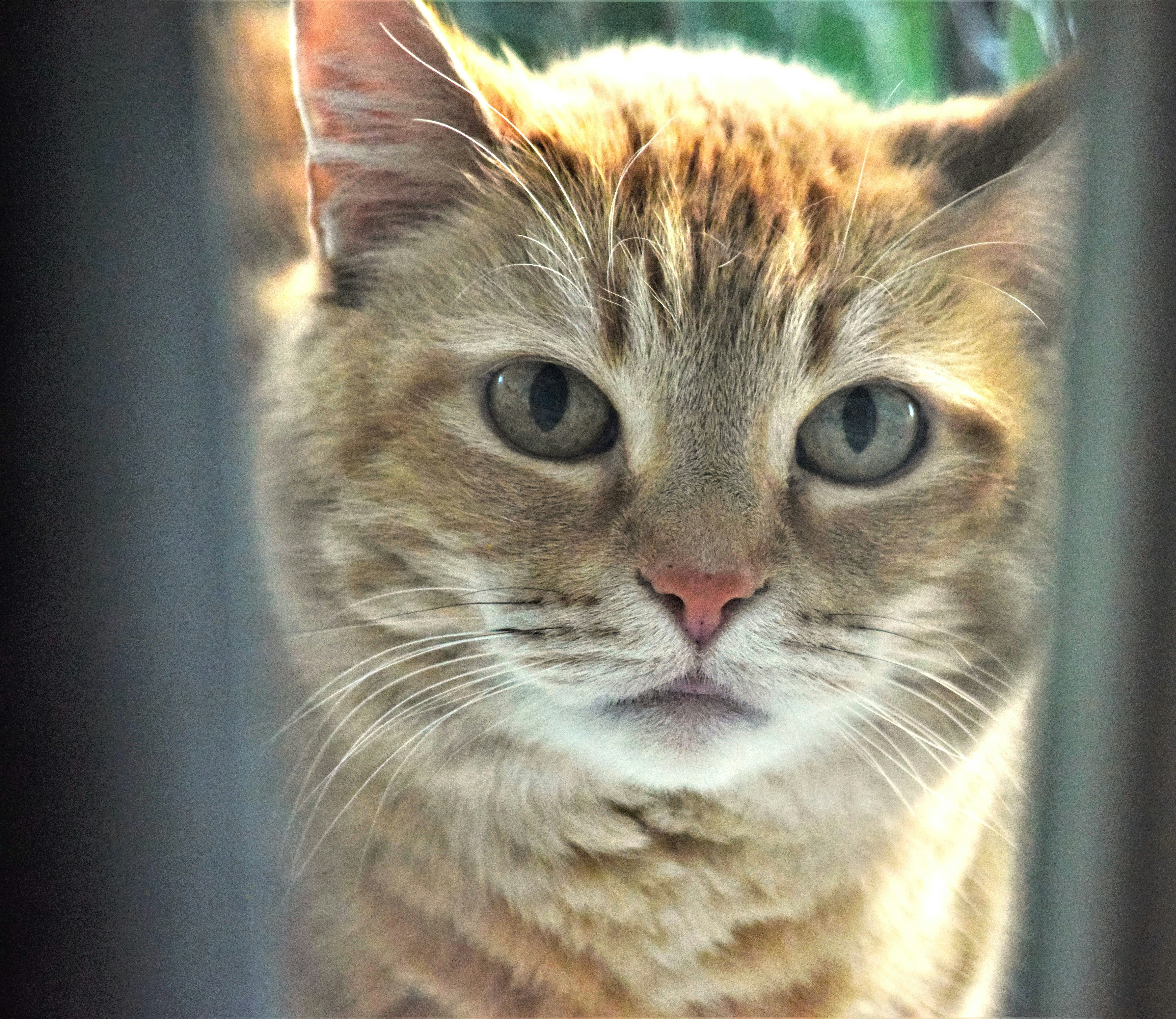 um close up de um gato olhando para a câmera