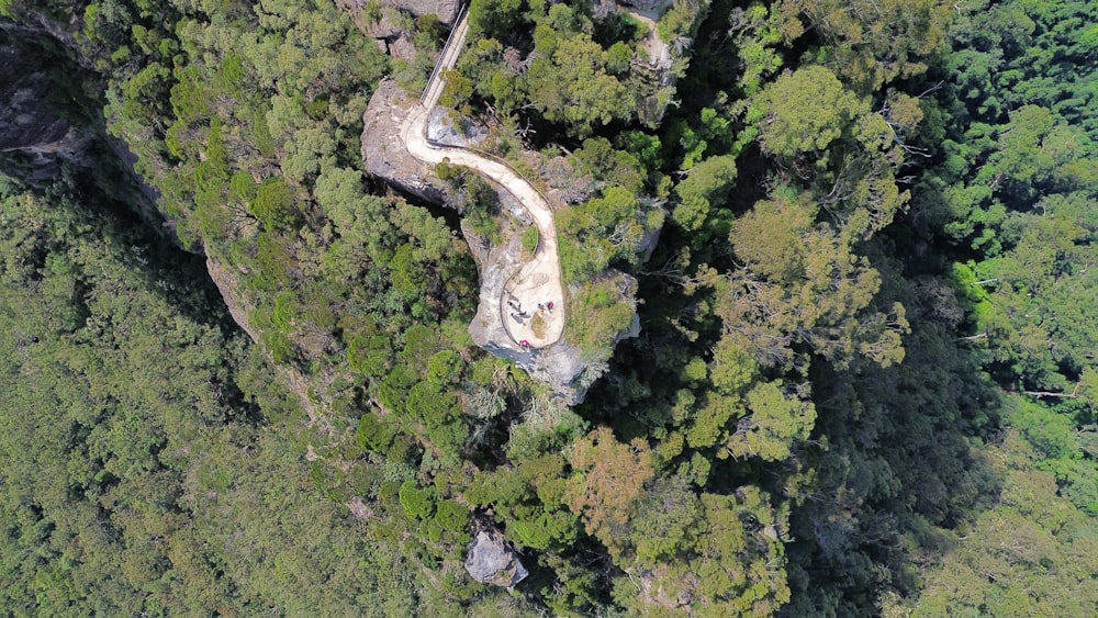 a winding road in the middle of a forest