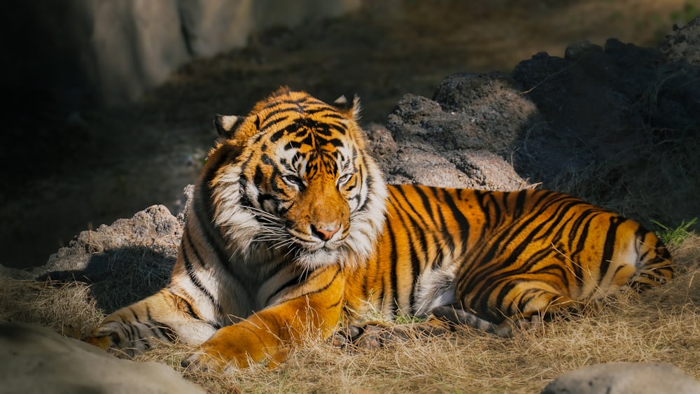 a couple of tigers laying on top of a dry grass field