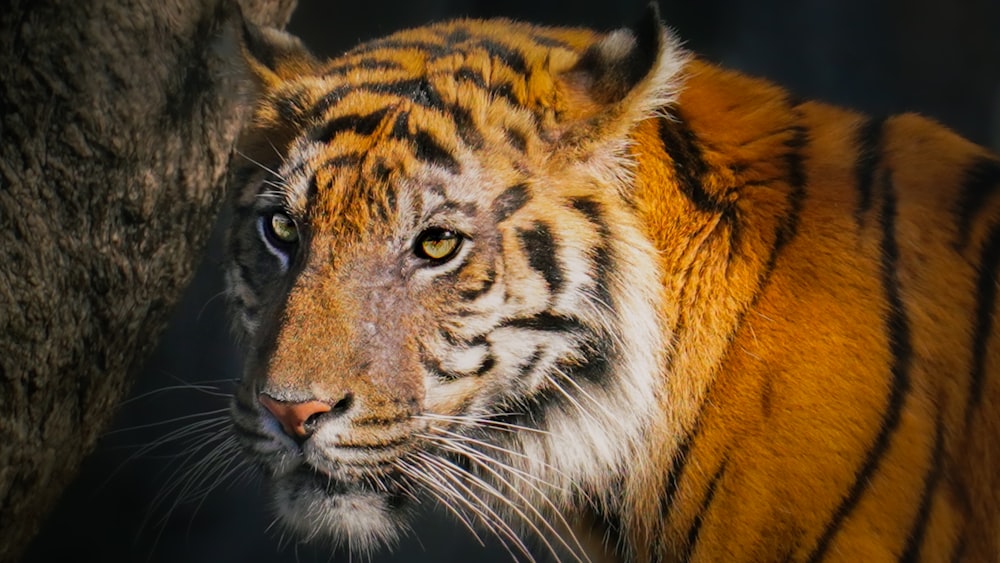 a close up of a tiger near a tree