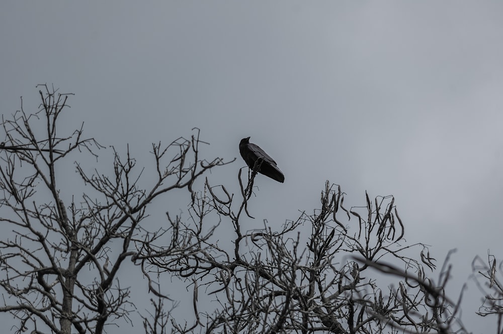 a black bird sitting on top of a tree