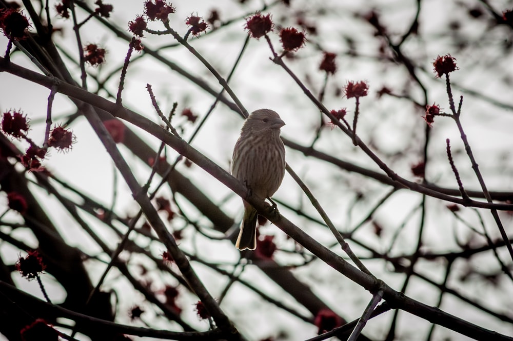 a bird sitting on a branch of a tree