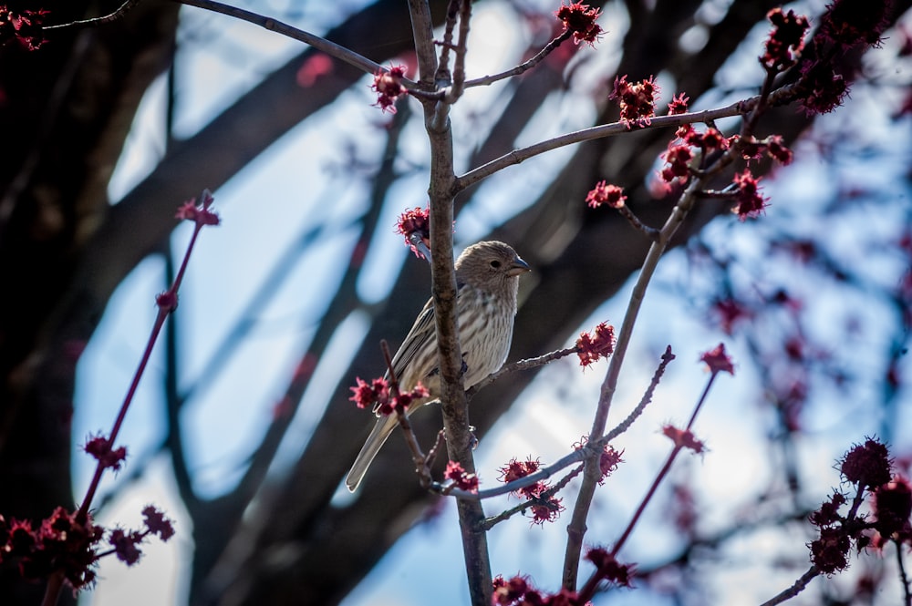 a small bird sitting on a branch of a tree