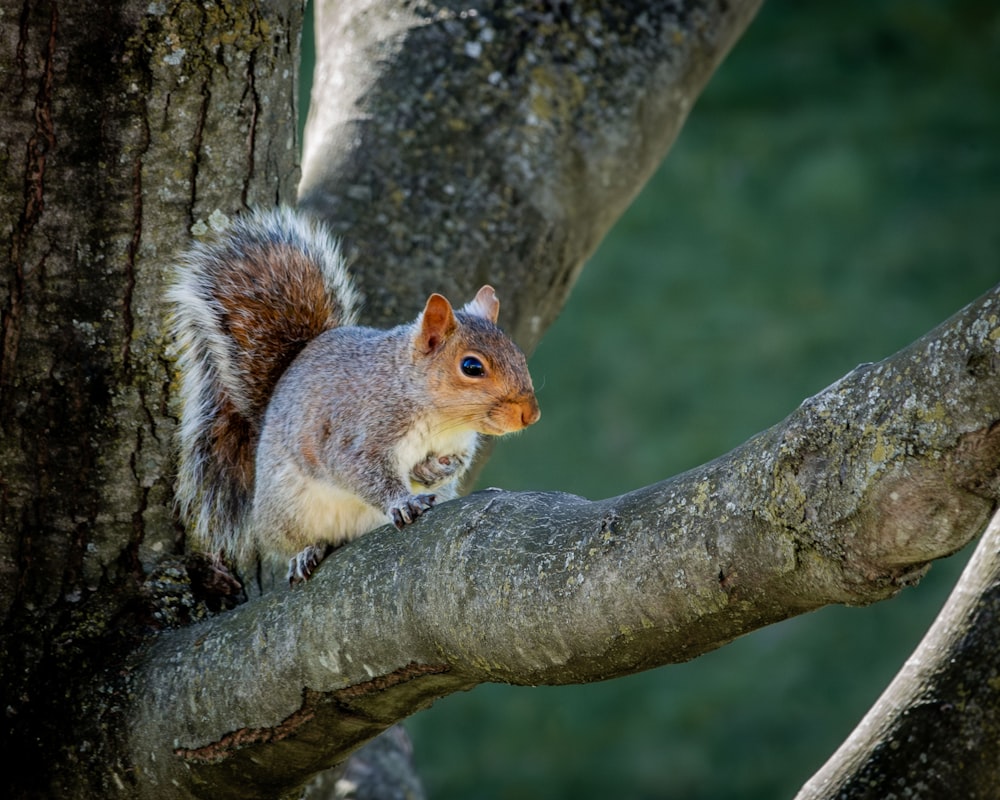 a squirrel is sitting on a tree branch