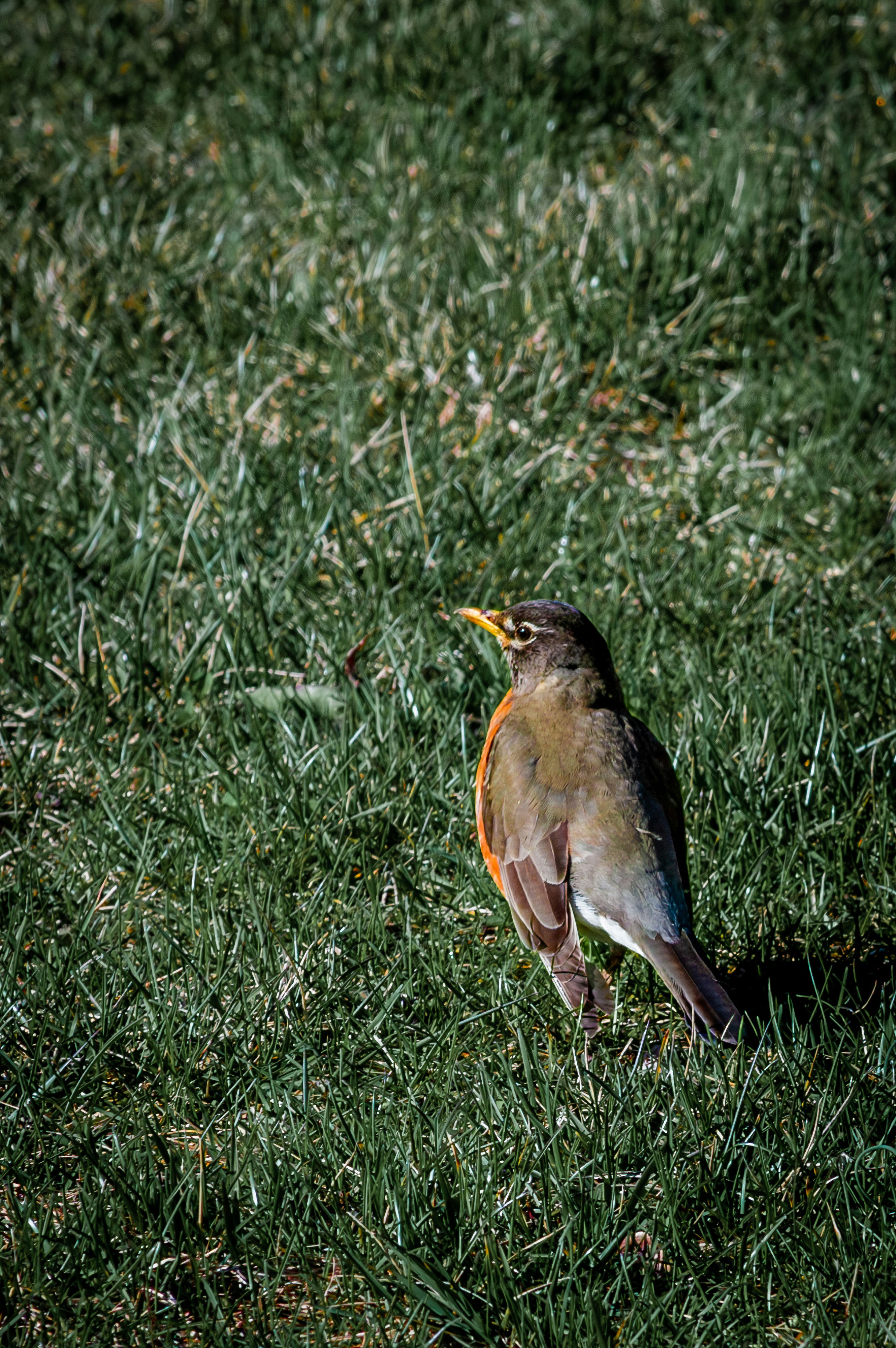 8 Backyard Bird Watching Tips for Understanding Rainy Feeding Patterns