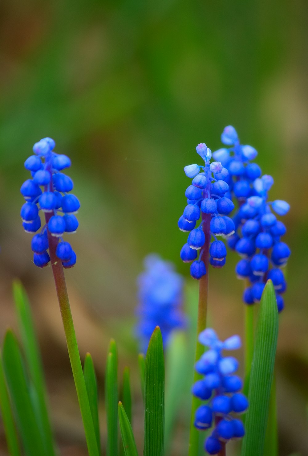 a group of blue flowers with green stems