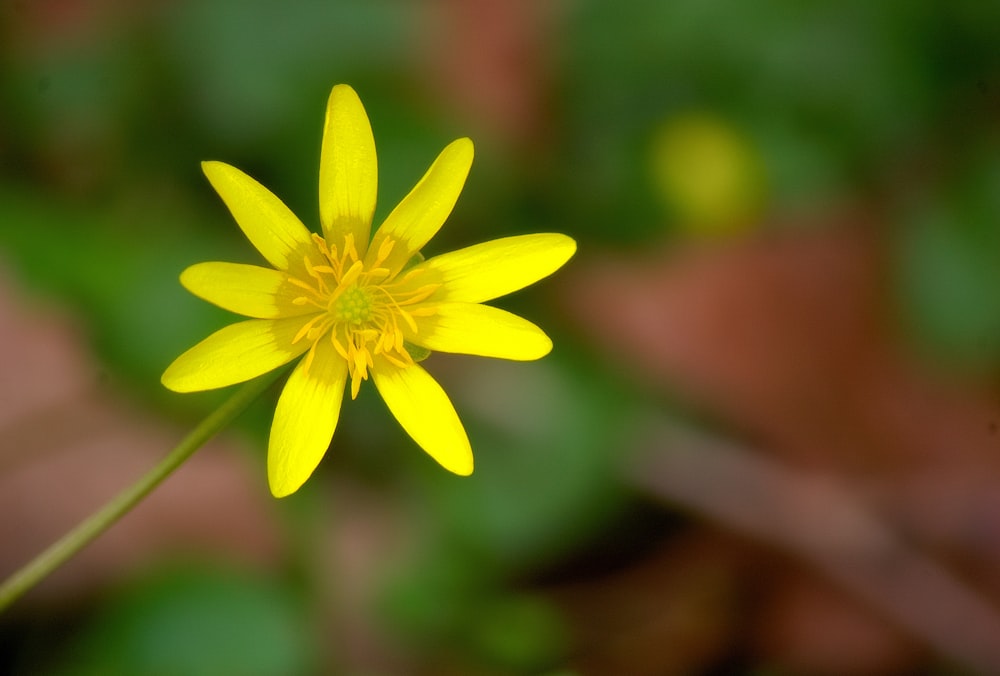 a close up of a yellow flower with a blurry background