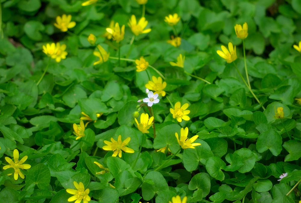 a group of yellow and white flowers in a field